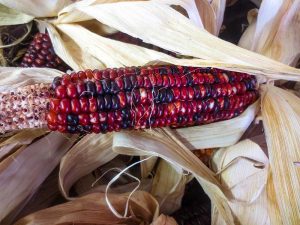 Beautiful red and purple Indiana corn with husks