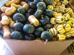 Display of different squashes for sale
