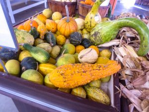 Large variety of squash and gourds on display