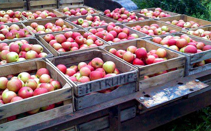Crates full of apples ready to buy